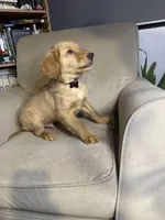 Sunny, a male Golden Retriever for sale in Riverside, CA – Photo 8 of 9