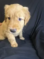 Koda, a male Golden Retriever for sale in Riverside, CA – 2 of 2