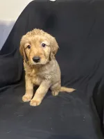 Sadie, a female Golden Retriever for sale in Riverside, CA – 3 of 3