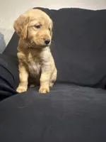 Cora, a female Golden Retriever for sale in Riverside, CA – 2 of 3