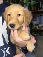 processed/e0794cf8-69f8-47f7-ab69-d0987ba280b5/listing/9945f28e-fb74-465a-92ec-478f478e4290/43e04e96-0488-4610-b5a4-2197b8ec2349