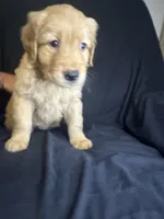 Koda, a male Golden Retriever for sale in Riverside, CA – 1 of 2