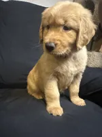 Mia , a female Golden Retriever for sale in Riverside, CA – 2 of 3