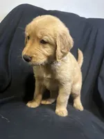 Theo, a male Golden Retriever for sale in Riverside, CA – 2 of 3