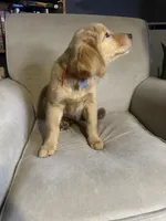 Blaze, a male Golden Retriever for sale in Riverside, CA – Photo 4 of 5