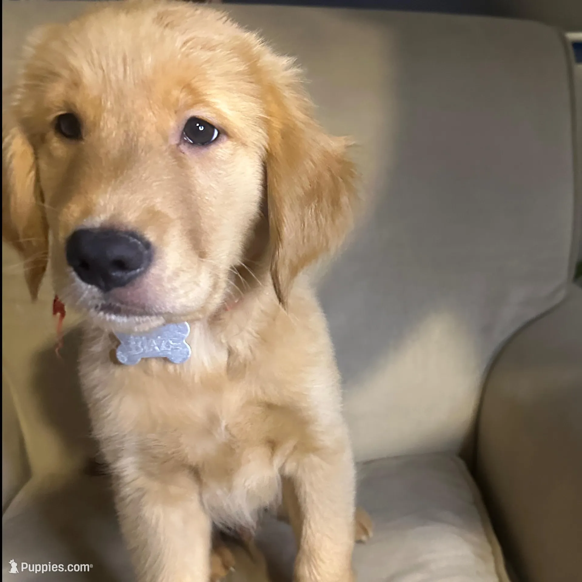 Blaze, a male Golden Retriever for sale in Riverside, CA – Photo 2 of 5