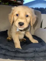 Blaze, a male Golden Retriever for sale in Riverside, CA – Photo 5 of 5