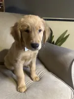 Blaze, a male Golden Retriever for sale in Riverside, CA – Photo 3 of 5