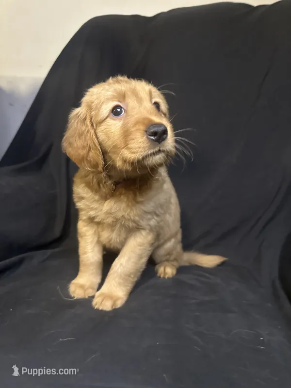 Sadie – Golden Retriever puppy for sale in Riverside, CA