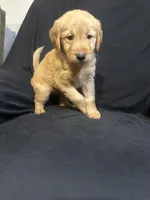 Cora, a female Golden Retriever for sale in Riverside, CA – 1 of 3