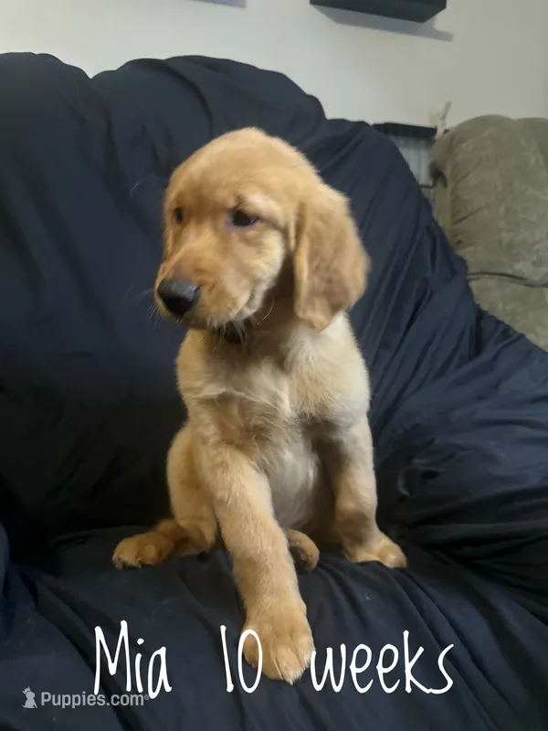 Mia  – Golden Retriever puppy for sale in Riverside, CA