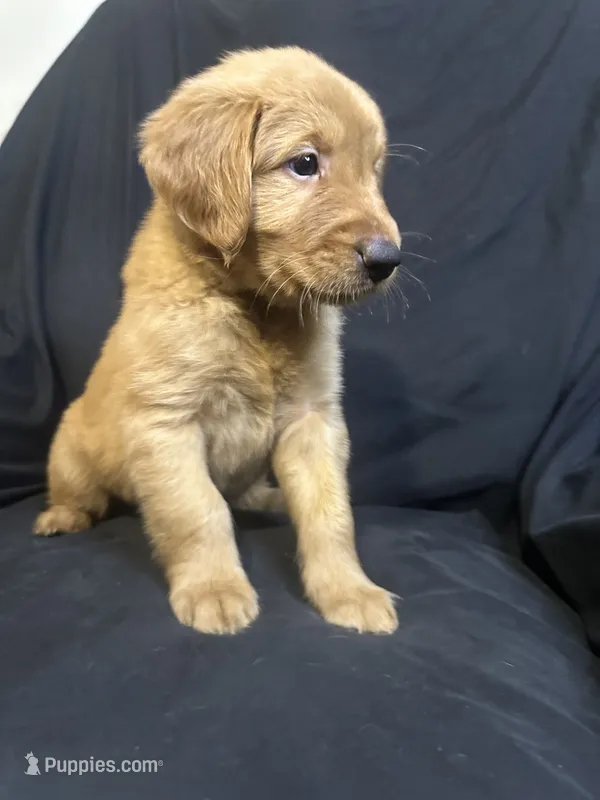 Otto – Golden Retriever puppy for sale in Riverside, CA
