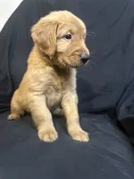 Otto, a male Golden Retriever for sale in Riverside, CA – 1 of 3