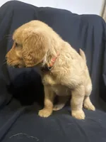 Theo, a male Golden Retriever for sale in Riverside, CA – 1 of 3
