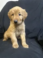 Otto, a male Golden Retriever for sale in Riverside, CA – 3 of 3