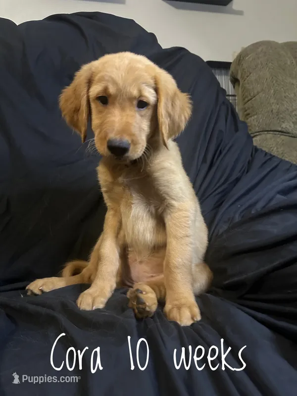 Cora – Golden Retriever puppy for sale in Riverside, CA