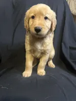 Theo, a male Golden Retriever for sale in Riverside, CA – 3 of 3