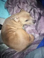 N/A, a male Labrador Retriever and Chihuahua for sale in Eva, AL – Photo 7 of 10