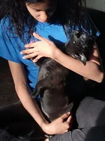 N/A, a male Labrador Retriever and Chihuahua for sale in Eva, AL – Photo 4 of 10