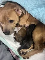 N/A, a male Labrador Retriever and Chihuahua for sale in Eva, AL – Photo 9 of 10