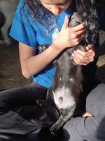 N/A, a male Labrador Retriever and Chihuahua for sale in Eva, AL – Photo 6 of 10