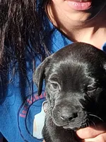 N/A, a male Labrador Retriever and Chihuahua for sale in Eva, AL – Photo 3 of 10