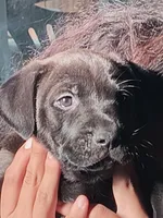 N/A, a male Labrador Retriever and Chihuahua for sale in Eva, AL – Photo 5 of 10