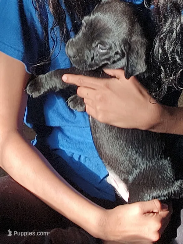 N/A – Labrador Retriever, Chihuahua puppy for sale in Eva, AL