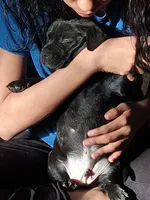 N/A, a male Labrador Retriever and Chihuahua for sale in Eva, AL – Photo 2 of 10