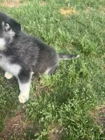 Pup pup , a male Siberian Husky for sale in Toccoa, GA – 2 of 2