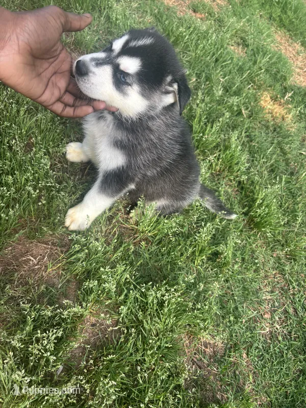 Pup pup  – Siberian Husky puppy for sale in Toccoa, GA