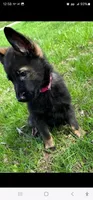 Pink collar female, a female German Shepherd Dog for sale in Philo, IL – Photo 3 of 5