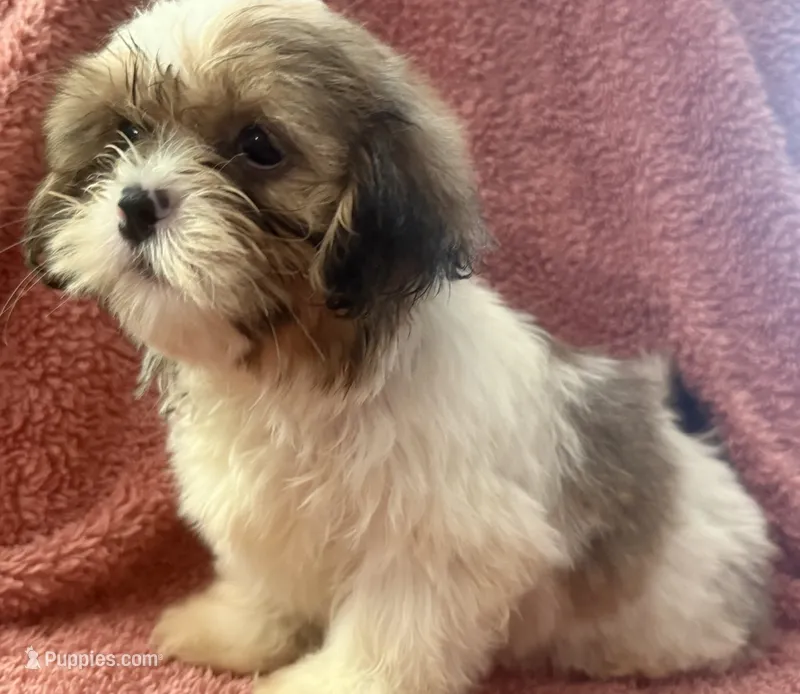 Heidi – Shih Tzu puppy for sale in Centralia, IL