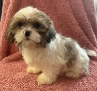 Heidi, a female Shih Tzu for sale in Centralia, IL – 2 of 5