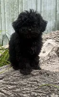 Nikki, a male Poodle - Miniature  for sale in Centralia, IL – 5 of 6