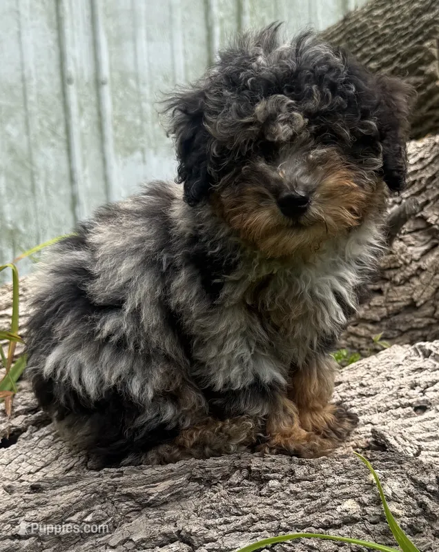 Barney – Poodle - Miniature  puppy for sale in Centralia, IL