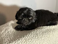 Fudge, a male Shih Tzu for sale in Centralia, IL – 4 of 4