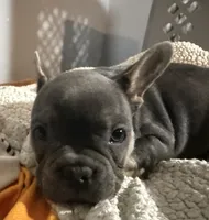 Eloise, a female French Bulldog for sale in Centralia, IL – 1 of 2
