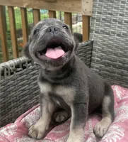 Theo, a male French Bulldog for sale in Centralia, IL – 2 of 6
