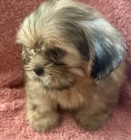 Rhett, a male Shih Tzu for sale in Centralia, IL – 3 of 5