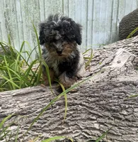 Barney, a male Poodle - Miniature  for sale in Centralia, IL – 5 of 5