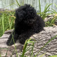 Nikki, a male Poodle - Miniature  for sale in Centralia, IL – 6 of 6