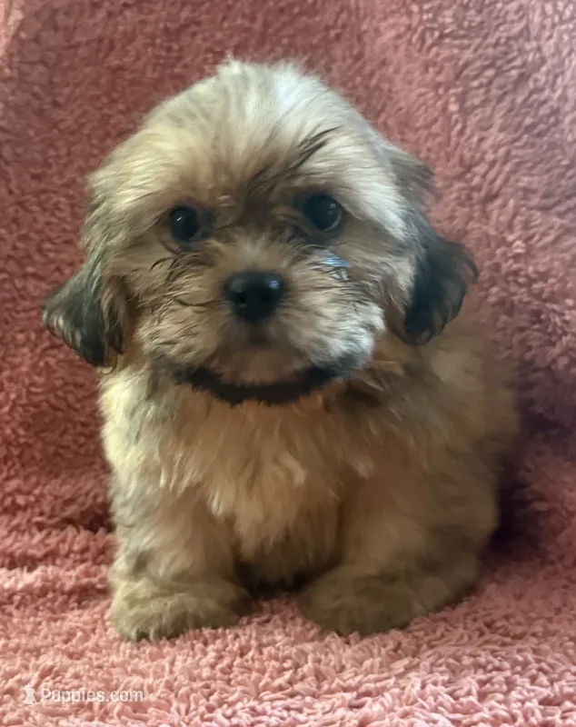 Rhett – Shih Tzu puppy for sale in Centralia, IL