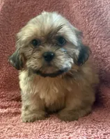 Rhett, a male Shih Tzu for sale in Centralia, IL – 1 of 5
