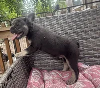 Theo, a male French Bulldog for sale in Centralia, IL – 4 of 6