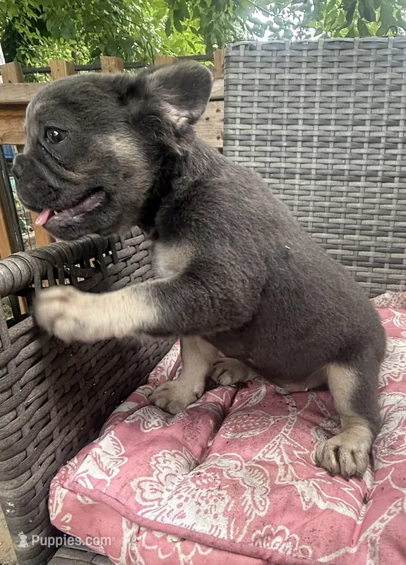 Theo – French Bulldog puppy for sale in Centralia, IL