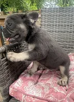 Theo, a male French Bulldog for sale in Centralia, IL – 1 of 6