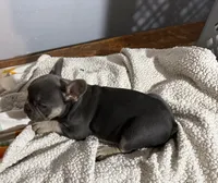 Eloise, a female French Bulldog for sale in Centralia, IL – 2 of 2