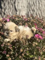 Stella, a female Shih Tzu for sale in Centralia, IL – Photo 3 of 3