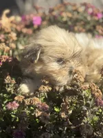 Stella, a female Shih Tzu for sale in Centralia, IL – Photo 2 of 3